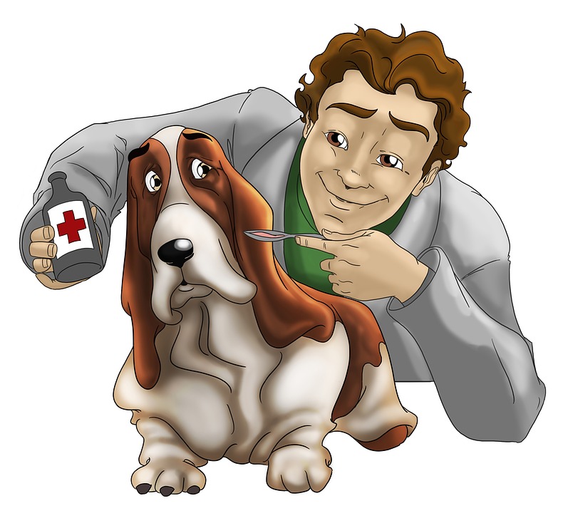 Vétérinaire : urgence animaux