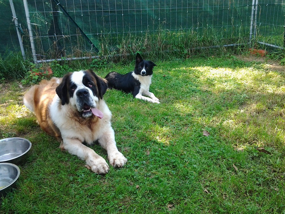 Le dressage de chien