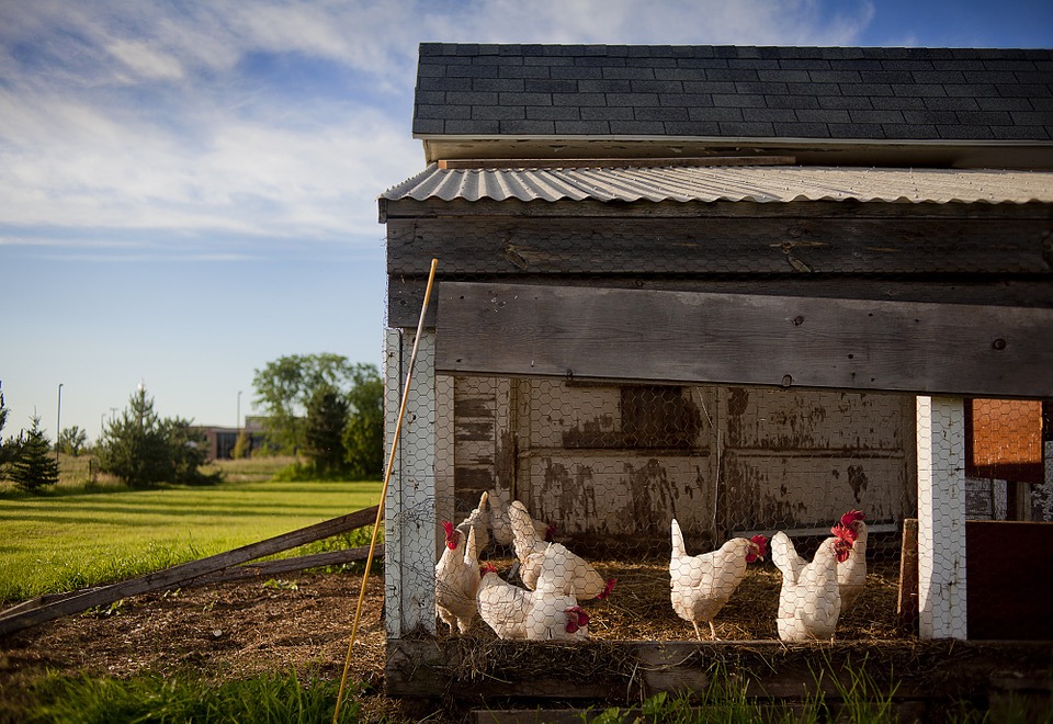 grillage a poule