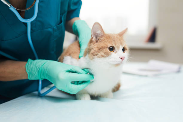 Le sida du chat : que retenir de cette maladie ?