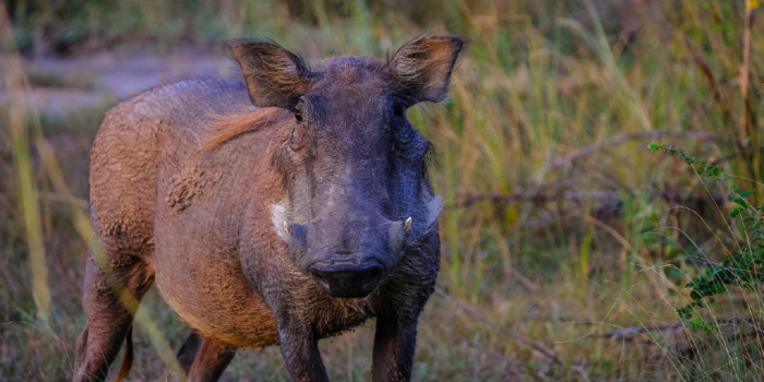 sanglier attila geant sous-bois rencontre d’une espece fascinante